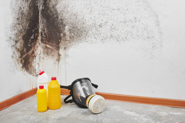 Best Industrial Mold Remediation  in Port Reading, NJ