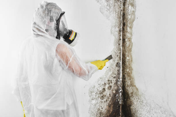 Mold Remediation for Vacation Homes in Port Reading, NJ