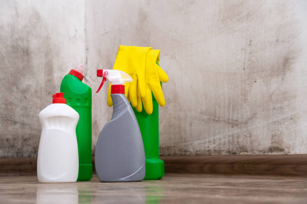 Professional Mold Prevention & Removal  in Port Reading, NJ